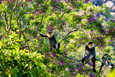 Da Nang: Ilha dos Macacos, mergulho com snorkel e parapente
