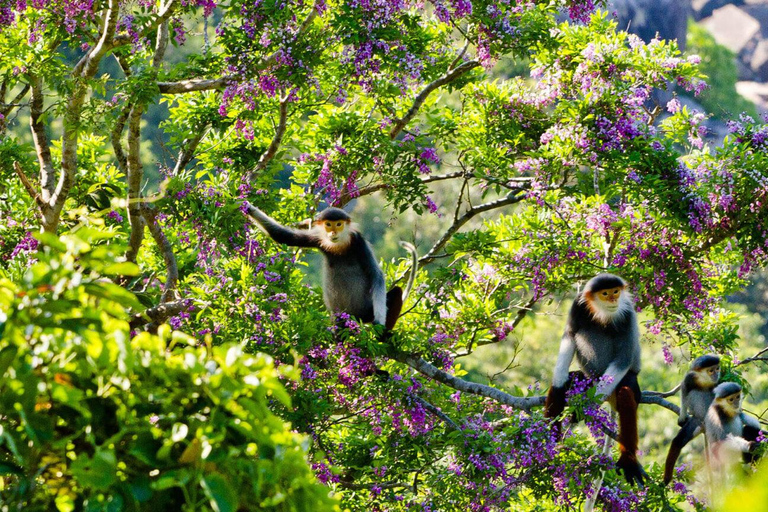 Da Nang: Ilha dos Macacos, mergulho com snorkel e parapente