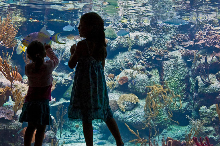 From Playa del Carmen: Complete Combo to Xcaret Park! Xcaret Park Entrance