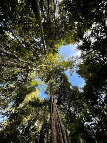 Langkawi Morning Rainforest Walking Tour