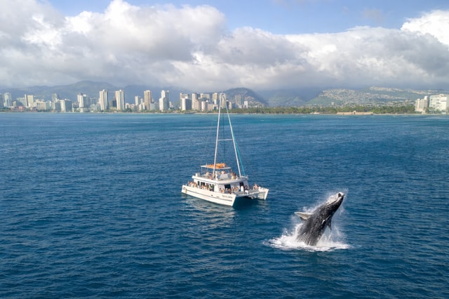 Oahu: Waikiki Whale Watching Cruise