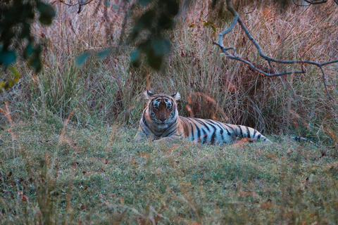 8-Day Golden Triangle Tour With Ranthambore & Jhalana Safari Tour With 3-Star Hotel Recommendation