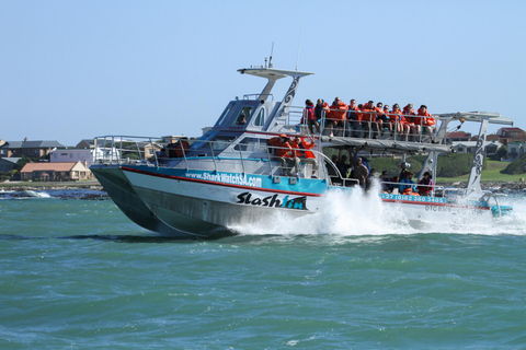 Gansbaai Eco-Friendly Shark Cage Diving Tour with Meeting Point