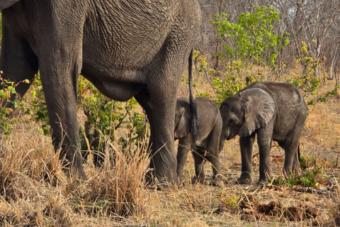 Kasane: 2-Day Chobe National Park Safari & River Cruise