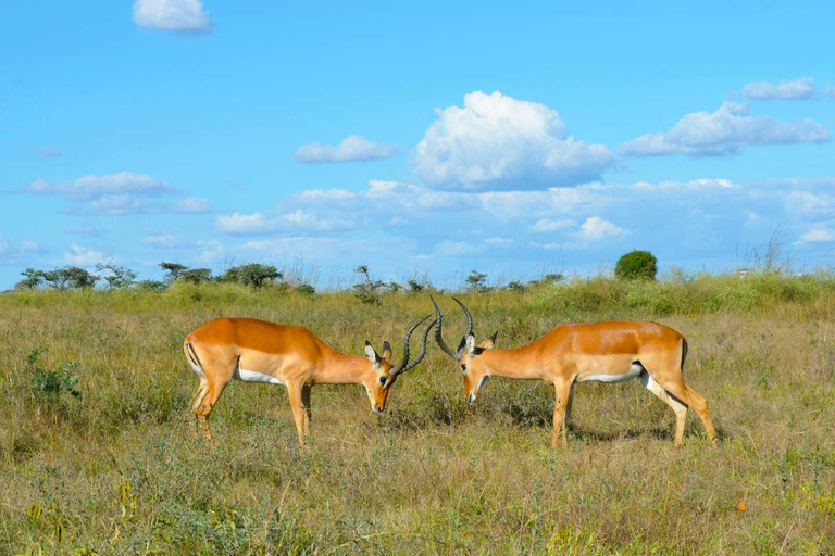 Kenya: 8-Day Mid-Range Safari - All Inclusive