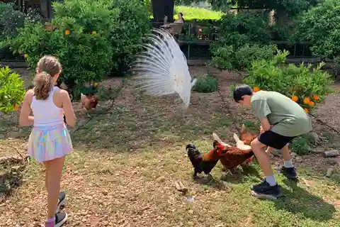 De Palma: Passeio pelo vale de Soller e piquenique numa quinta de laranjeiras