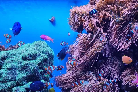 San Francisco: Monterey, Acuario y Carmel Tour privado