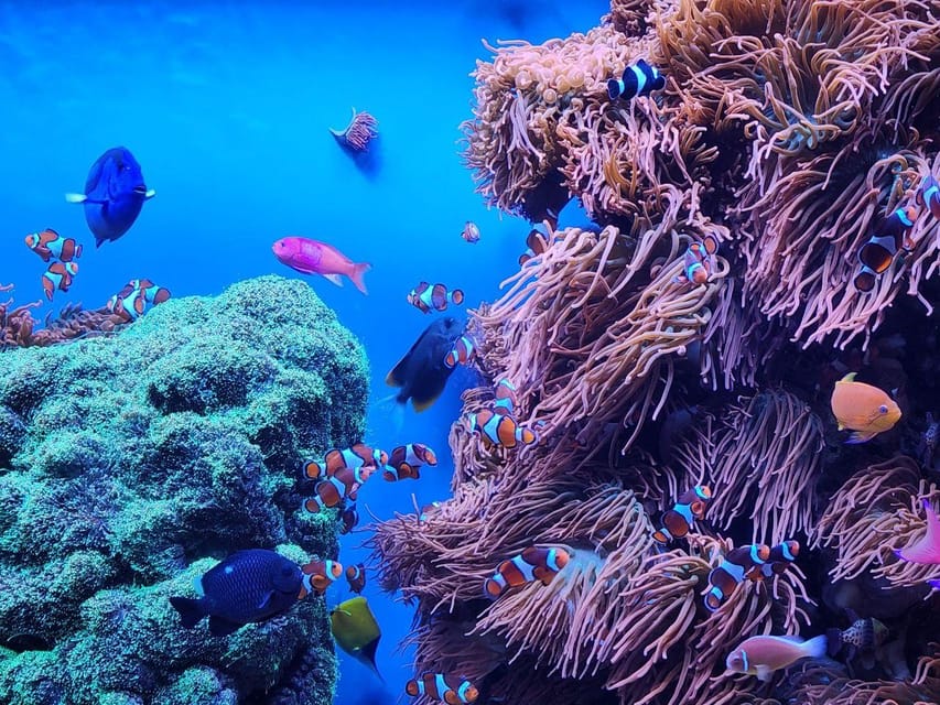 San Francisco: Monterey, Aquarium, and Carmel Private Tour image 1
