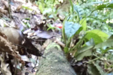 Sensory Botanical Experience in Paraty