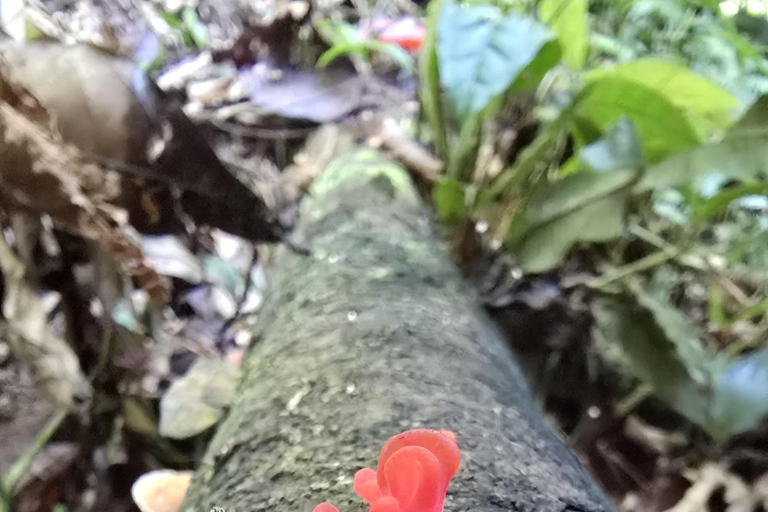 Sensory Botanical Experience in Paraty