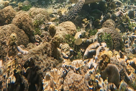 Lombok: Gili Islands Snorkeling Tour with Hotel Pickup Provate snorkling gili island with camera underwater