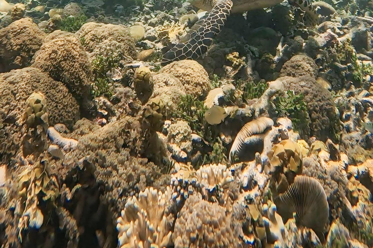 Lombok: Gili Islands Snorkeling Tour with Hotel Pickup Provate snorkling gili island with camera underwater