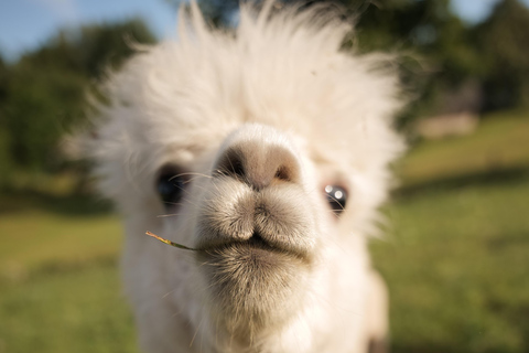 Vilnius-Trakai: Private Alpaca Farm Tour