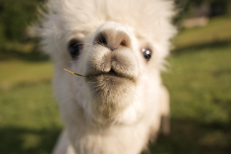 Vilnius-Trakai: Private Alpaca Farm Tour
