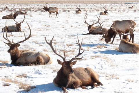 Grand Teton National Park: Full-Day Wildlife Tour with Lunch