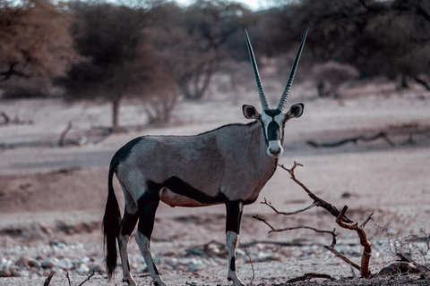 Tanzania: 2-Day Luxury Safari to Tarangire and Ngorongoro Tanzania safari