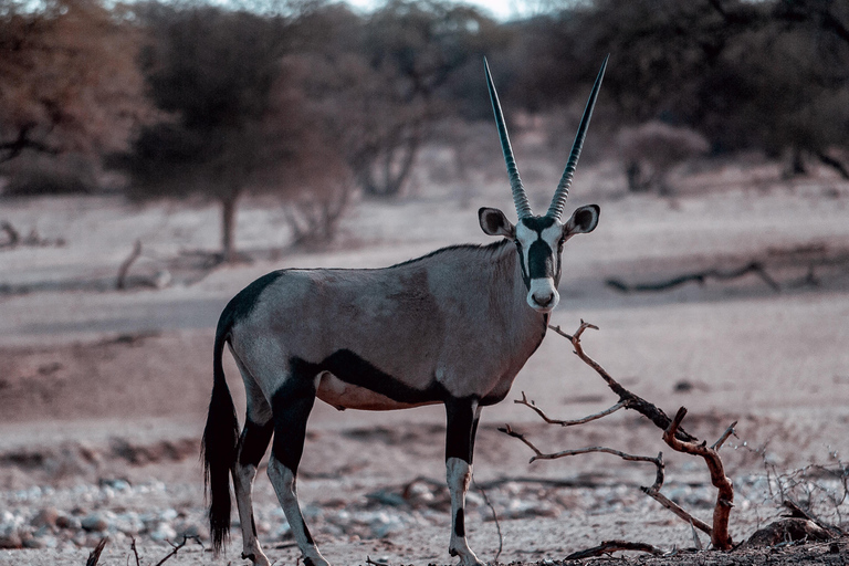 Tanzania: 2-Day Luxury Safari to Tarangire and Ngorongoro Tanzania safari