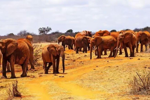 2 days 1 night saltlick safari from Diani/Mombasa.
