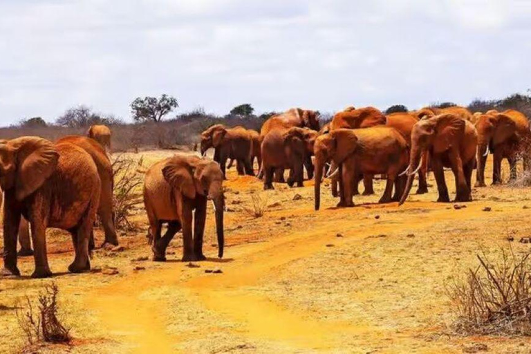 2 days 1 night saltlick safari from Diani/Mombasa.