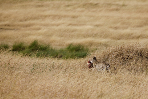 Arusha: 4-Day Ngorongoro, Tarangire, and Materuni Lodge Tour