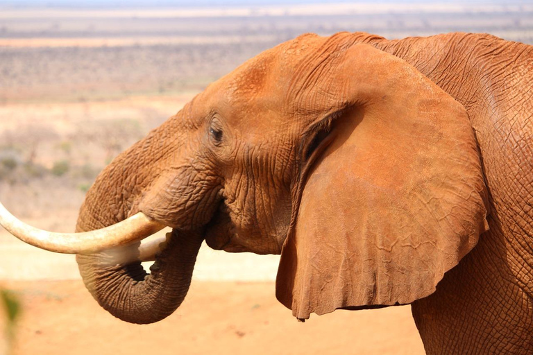 Overnachtingssafari naar Tsavo East vanuit Mombasa en Diani Beach