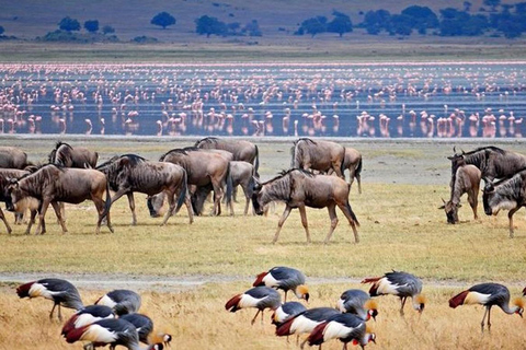 AMAZING SAFARI FROM LAKE MANYARA NATIONAL PARK TO MOSHILAKE MANYARA NATIONAL PARK TO MOSHI