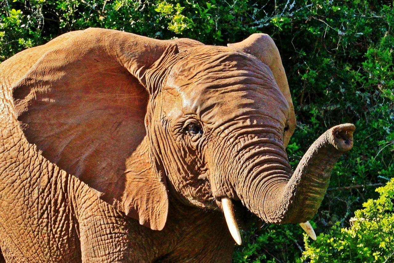 3 Tage Selous/Nyerere NP: Pirschfahrt, Boot & Wandersafari