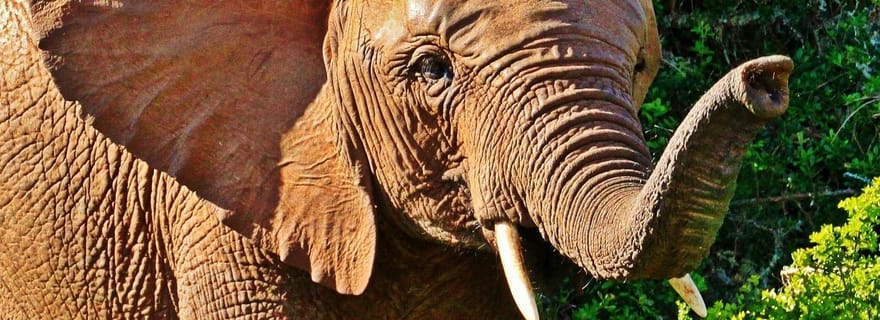 3 jours Selous/Nyerere NP : safari en voiture, en bateau et à pied