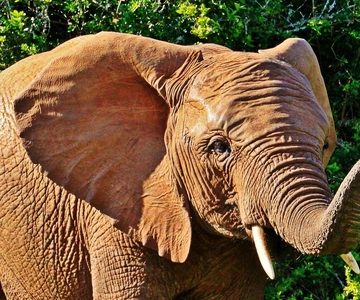 3 Days Selous/Nyerere NP : Game Drive, Boat & Walking Safari