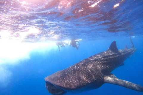 Holbox: Swimming with Wild Whale Sharks Boat Trip