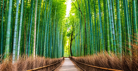Kyoto: Sunrise Photography Walk