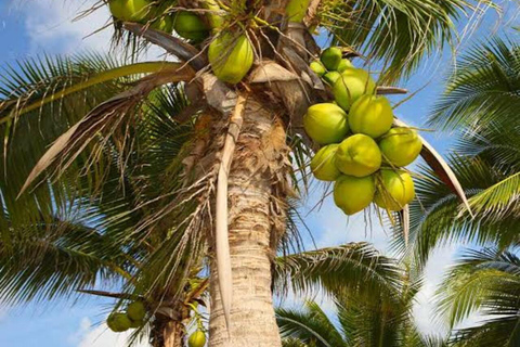 Zanzibar: Privat kryddodlingstur med lokal guide.Det här alternativet inkluderar upphämtning från hotell i Stone Town.