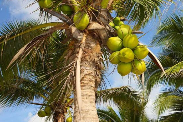 Zanzibar: Privat kryddodlingstur med lokal guide.Det här alternativet inkluderar upphämtning från hotell i Stone Town.