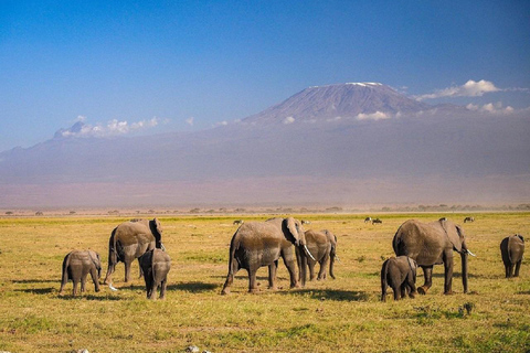 Nairobi: Amboseli National Park Day Trip with Game Drive