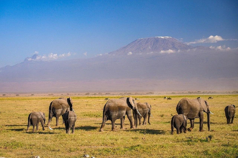 Nairobi: Amboseli National Park Day Trip with Game Drive