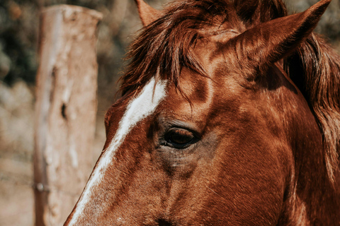 Batangas: Countryside Private Horseback Ride with Cafe Stop
