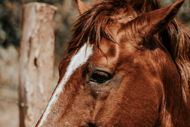 Batangas: Countryside Private Horseback Ride with Cafe Stop