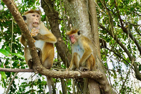 Mirissa: Nilwala River Vogelbeobachtung und Krokodil Tour