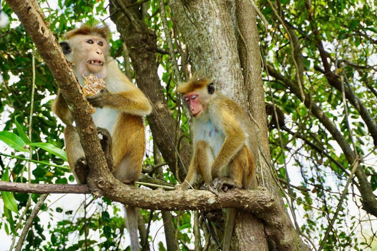 Mirissa : Observation des oiseaux et des crocodiles sur la rivière Nilwala