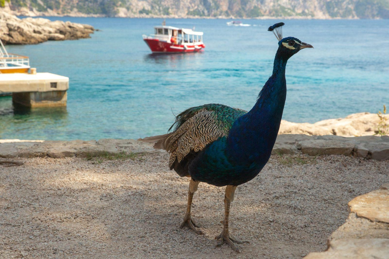 Dubrovnik: Old Town, Lokrum Island Tour with Tickets & Lunch Shared Old Town & Lokrum Tour with Lunch & Ferry Tickets