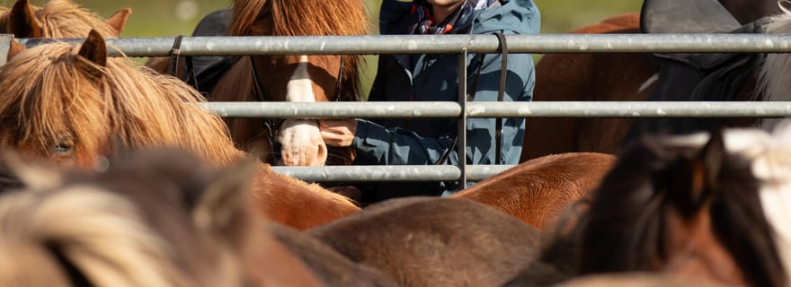Hveragerdi : randonnée équestre au charme champêtre