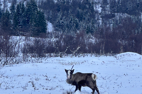 Narvik/Harstad : Excursion d&#039;une journée dans les Fjords avec arrêt à la ferme des rennes