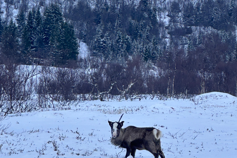 Narvik/Harstad : Excursion d&#039;une journée dans les Fjords avec arrêt à la ferme des rennes