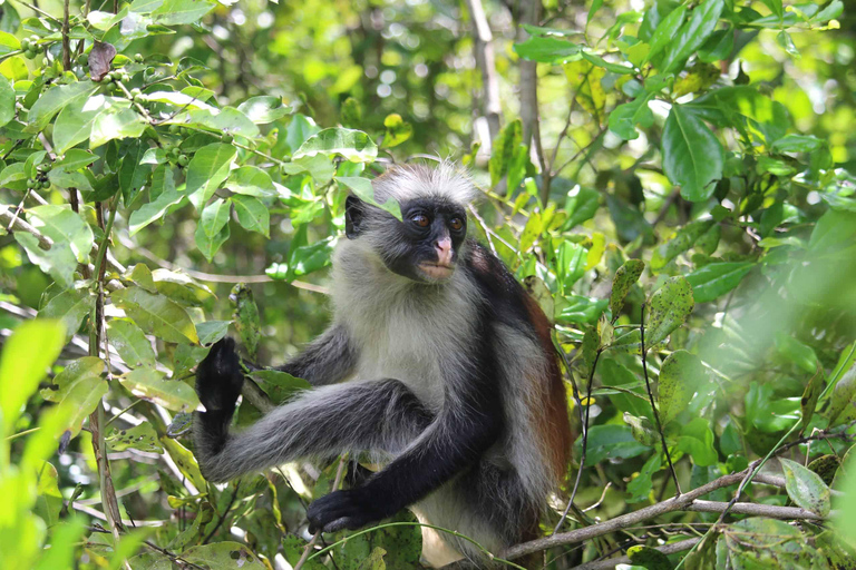 7-Day Safari Mikumi, Selous Game Reserve and Zanzibar Beach