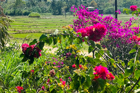 Sigiriya and Dambulla Private Full-Day Guided Tour