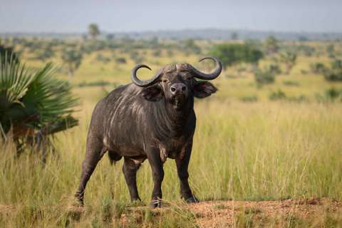 Kampala: 4-Day Murchison Falls & Ziwa Rhino Safari