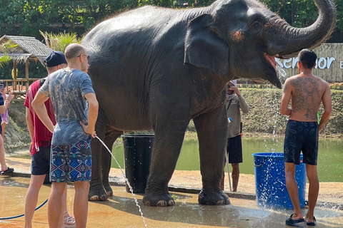 Elephant Experience with transfers and Thai food buffet