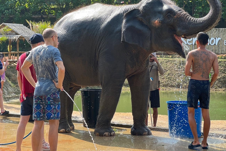 Expérience avec les éléphants avec transferts et buffet de nourriture thaïlandaise