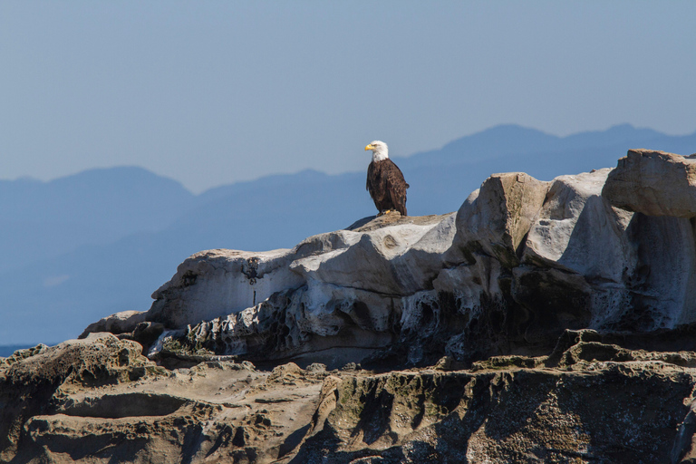 Vancouver: Catamaran Whale Watching Tour, Granville Island