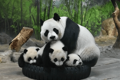 Panda House, Summer Palace, Old Hutongs & Temple of Heaven All-inclusive tour
